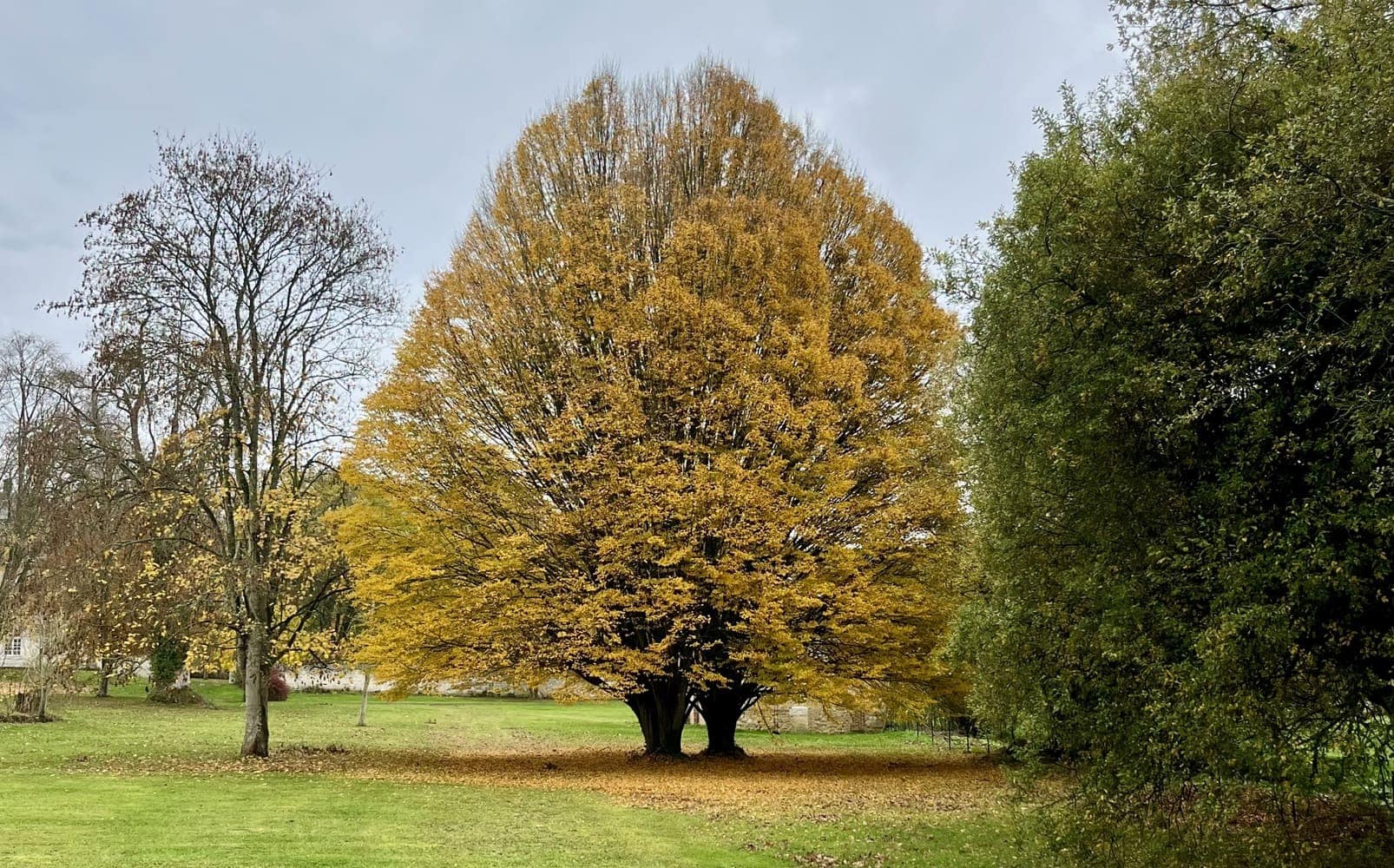un des arbres remarquables du parc de l'abbaye du Bec Hellouin