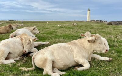 Randonnée au phare d’Antifer : un trésor caché de la Côte d’Albâtre