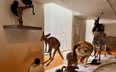 Le muséum d’histoire naturelle du havre en famille